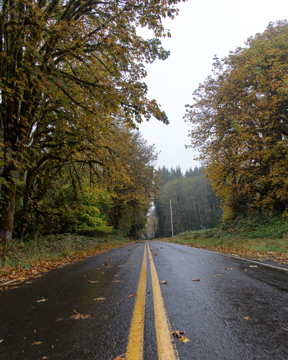 The road through the forest